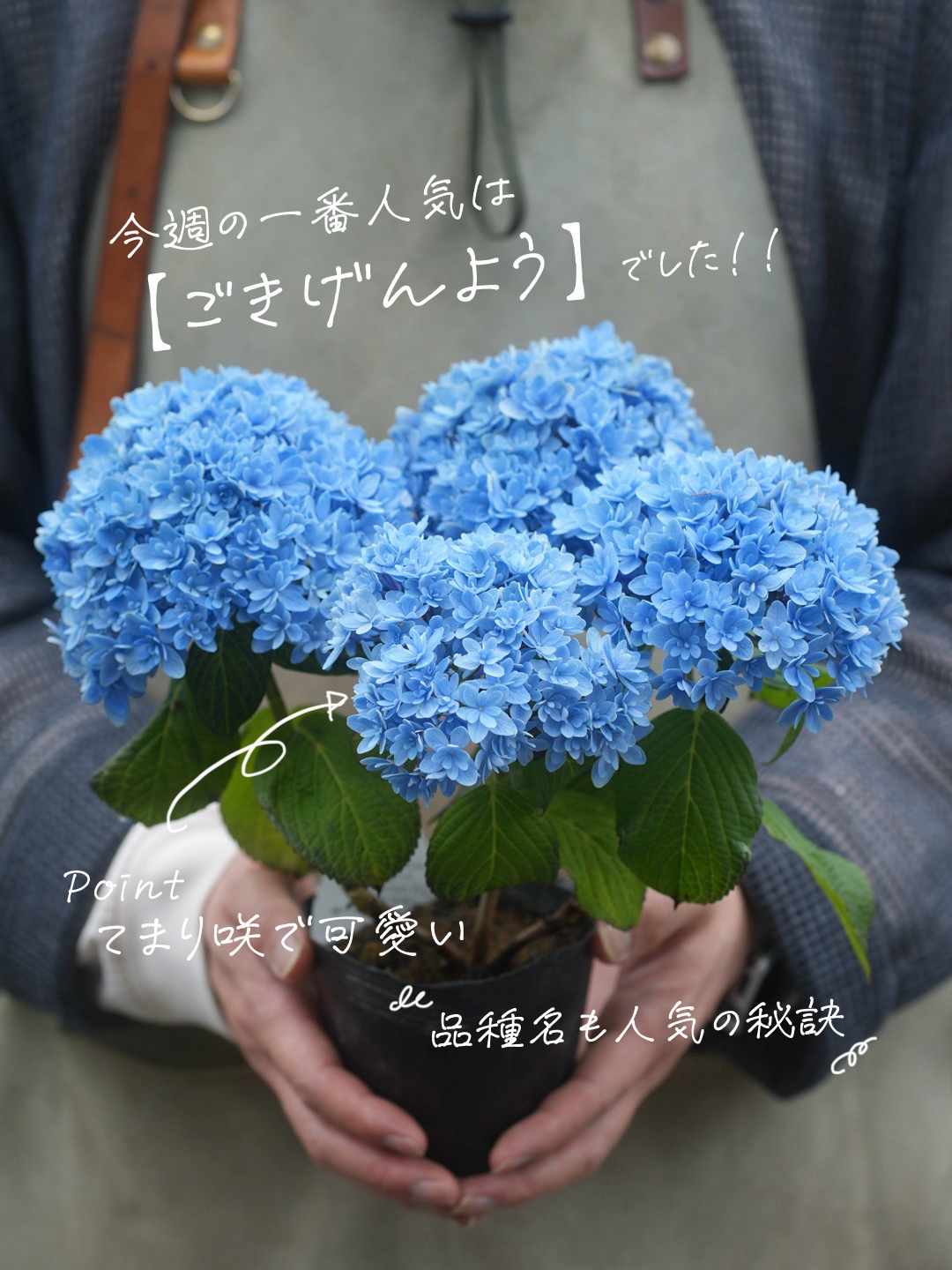 ごきげんよう